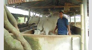 গরুর খামার করে তানভীরের সাফল্য