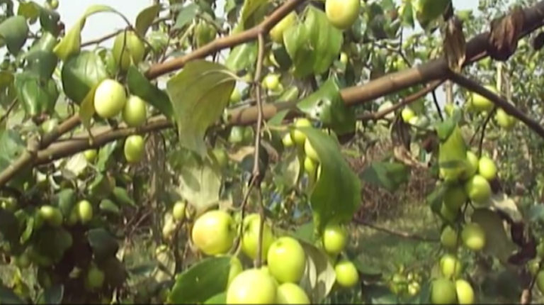 ঝিনাইদহে বাউকুল চাষে স্বাবলম্বী ৮শ’ পরিবার
