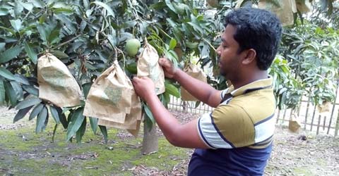 কৃষিবিদ হওয়ার স্বপ্ন থেকে সফল আম চাষি