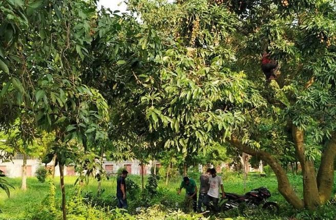 নেতাকে পেটানোর প্রতিবাদে লিচু খেয়ে ফেলেছে ছাত্রলীগ