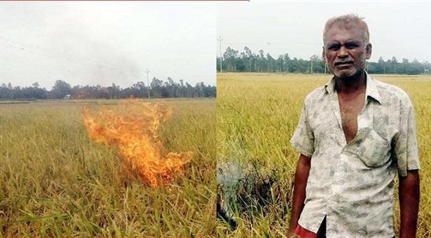 দাম কম হওয়ায় ধানক্ষেতে আগুন দিলেন কৃষক